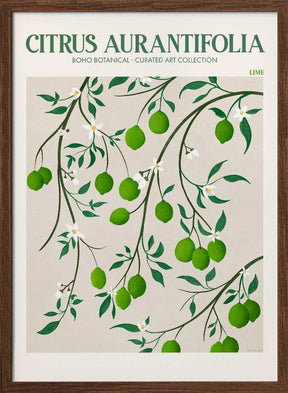 Citrus Aurantifolia - Lime Poster