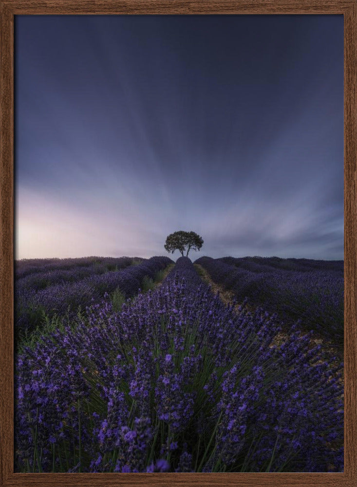 The tree and the lavender Poster