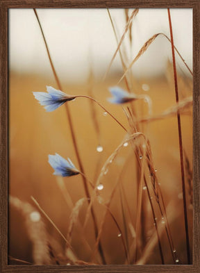 Blue Corn Flowers Poster