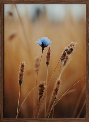 Blue Corn Flower Poster