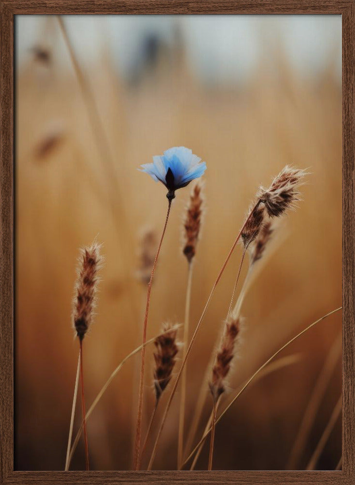 Blue Corn Flower Poster