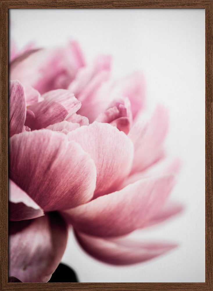 Peony 1 Poster