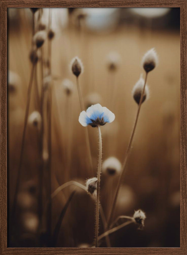 Blue Corn Flowers No 4 Poster