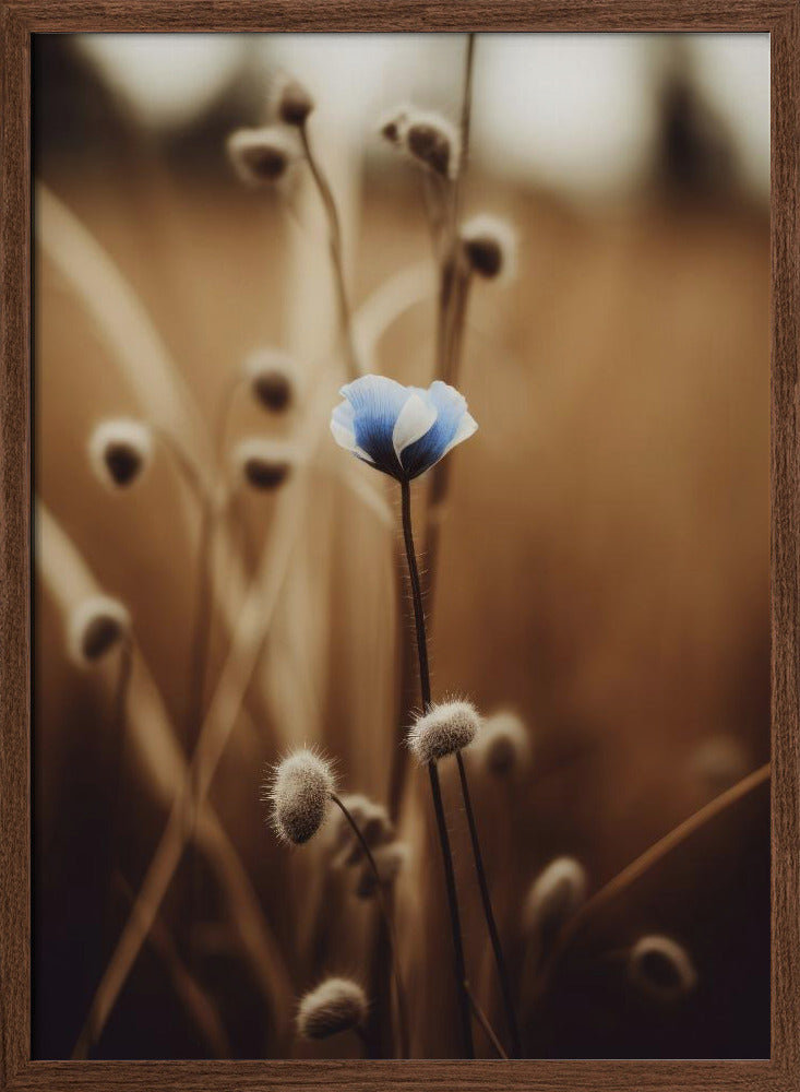 Blue Corn Flowers No 3 Poster