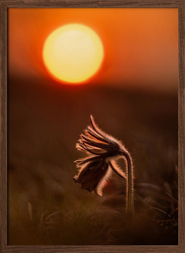 Pulsatilla nigricans Poster