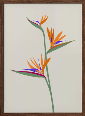 Bird of paradise Poster