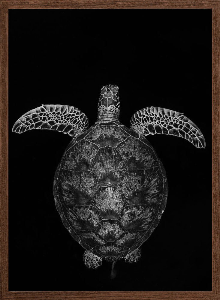 Green turtle on black and white Poster