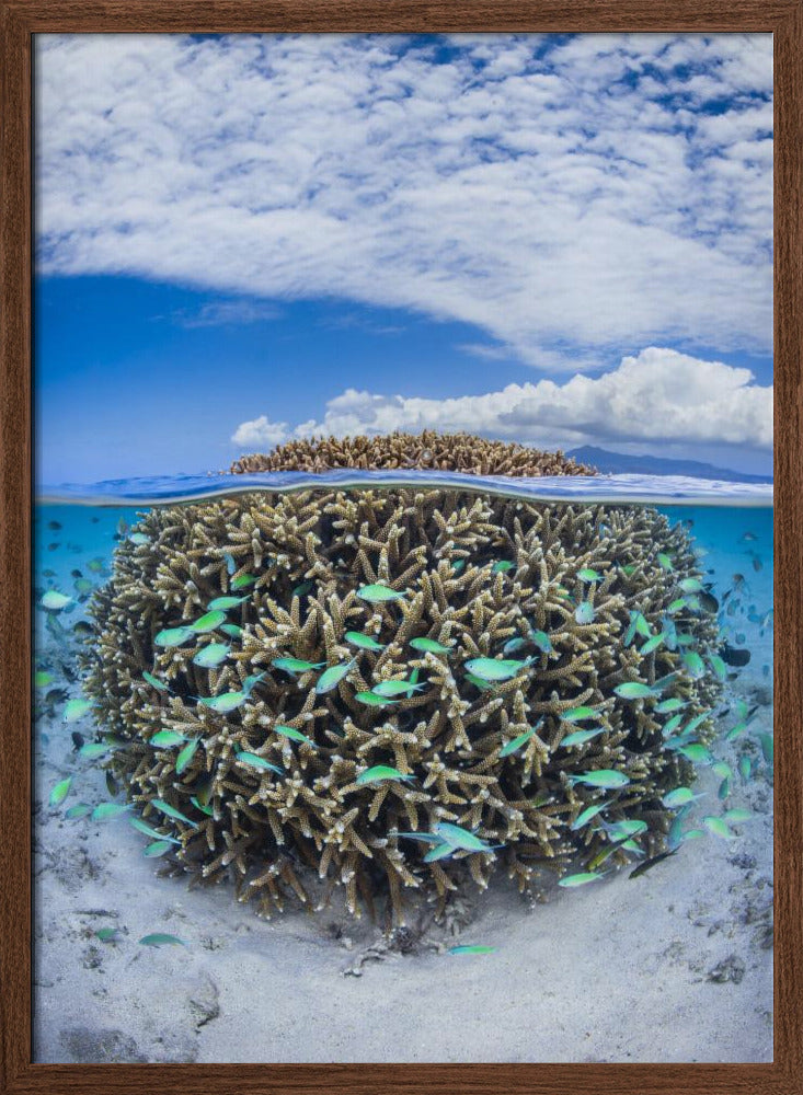 Coral Ball from Mayotte Poster