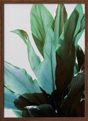 Green Leaves Poster