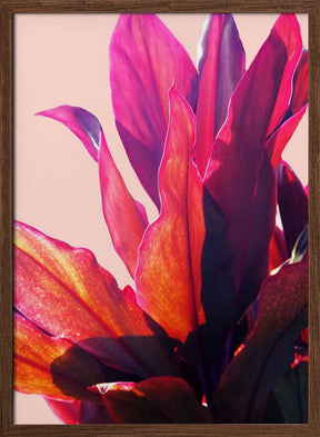 Fuchsia Leaves II Poster