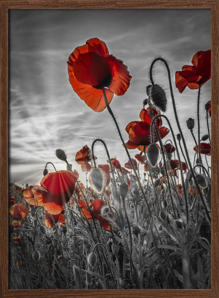 Fascinating poppies | colorkey Poster