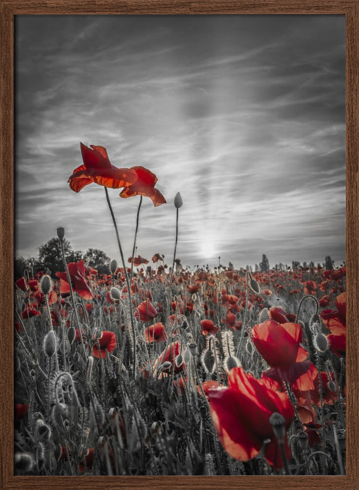 Poppies in sunset | colorkey Poster