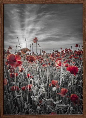 Gorgeous sunset in a poppy field | colorkey Poster