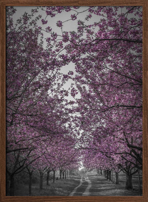 Amazing cherry blossom alley in pink Poster