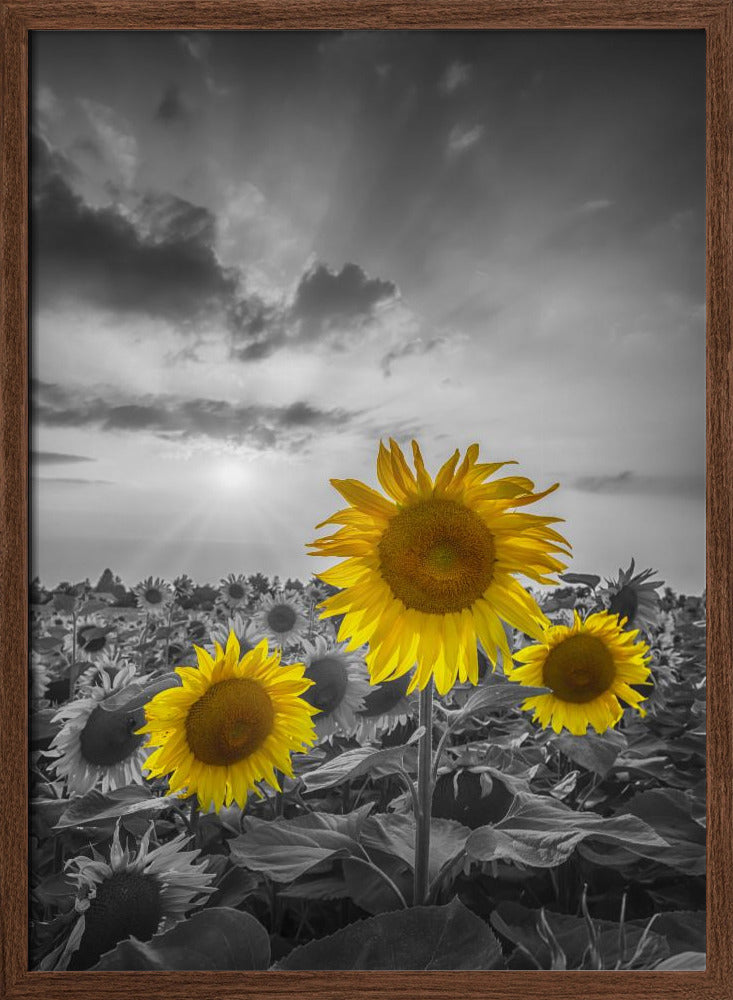 Yellow pop sunflowers Poster