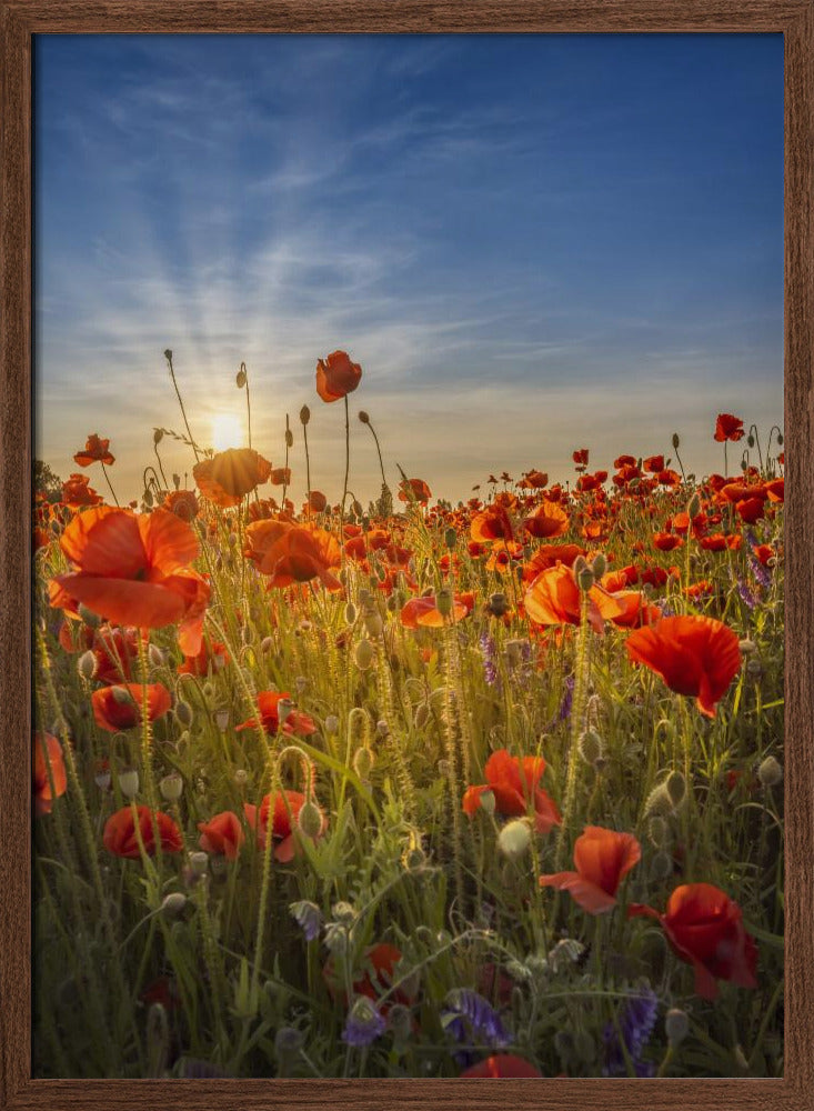 Gorgeous sunset in a poppy field Poster