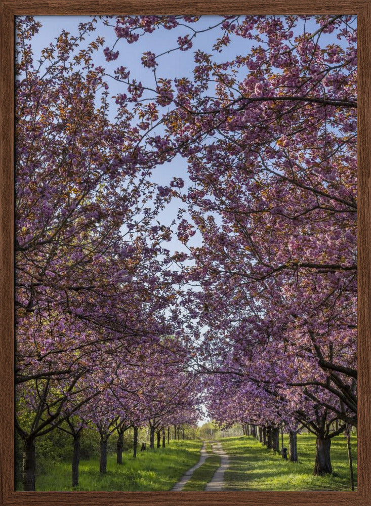 Idyllic cherry blossom trail Poster