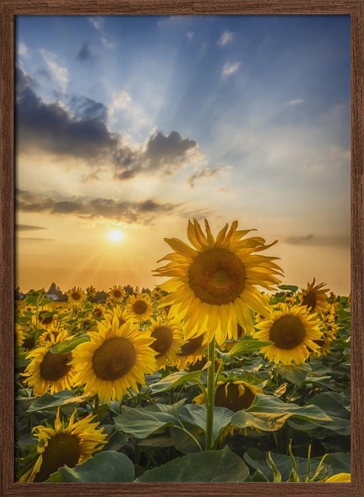 Sunset with beautiful sunflowers Poster