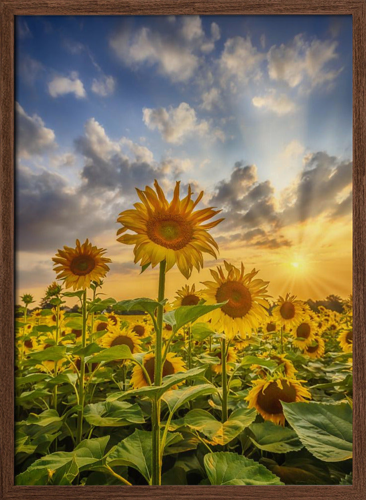 Sunflower field at sunset Poster