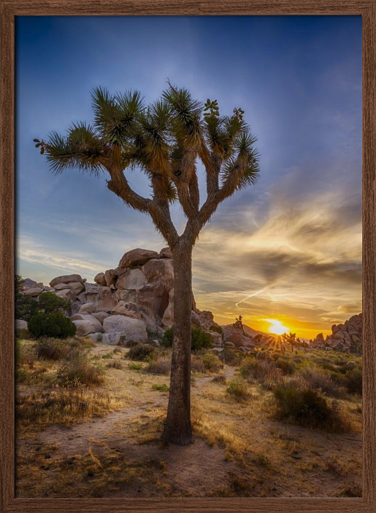 Charming sunset at Joshua Tree National Park Poster