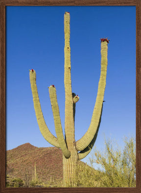 SAGUARO NATIONAL PARK Giant Saguaro Poster