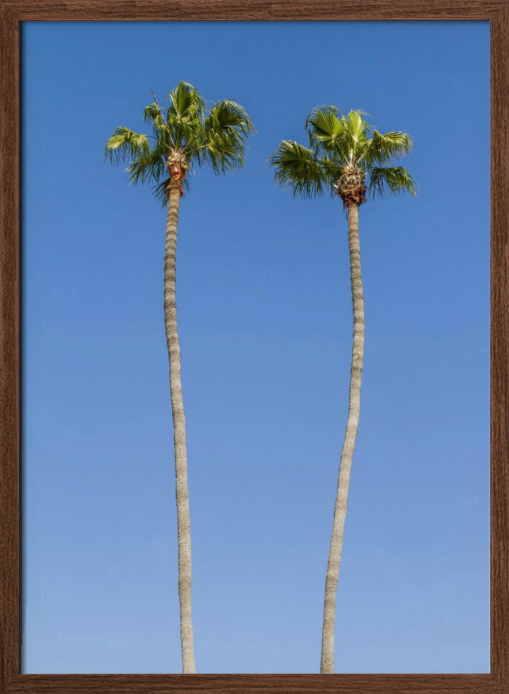 Idyllic Palm trees Poster