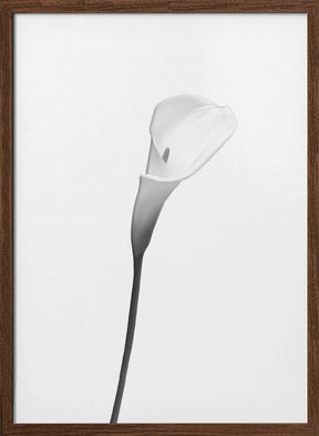 Calla | bright design Poster