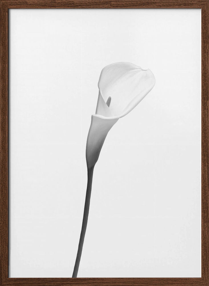 Calla | bright design Poster