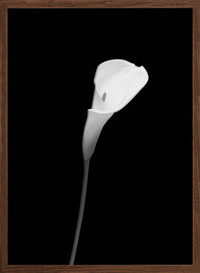 Calla | dark design Poster