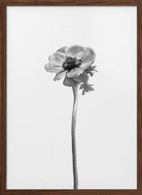 Anemone coronaria | bright design Poster