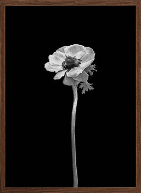 Anemone coronaria | dark design Poster