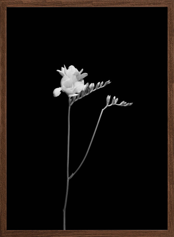 Freesia | dark design Poster