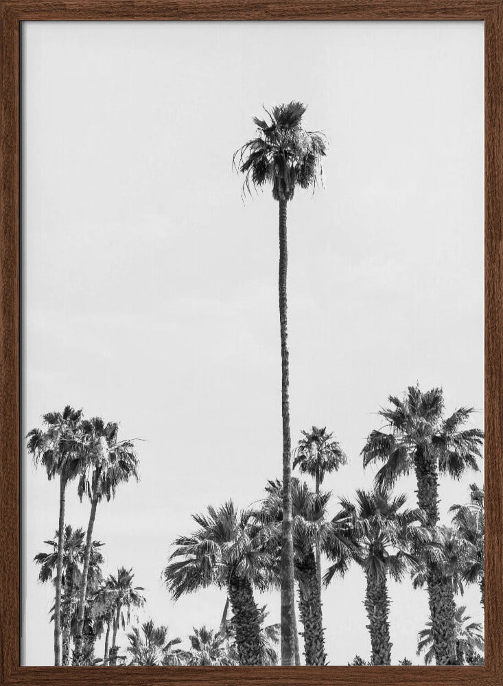 Palm Trees at the beach | monochrome Poster