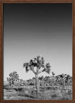 Joshua Trees - monochrome Poster