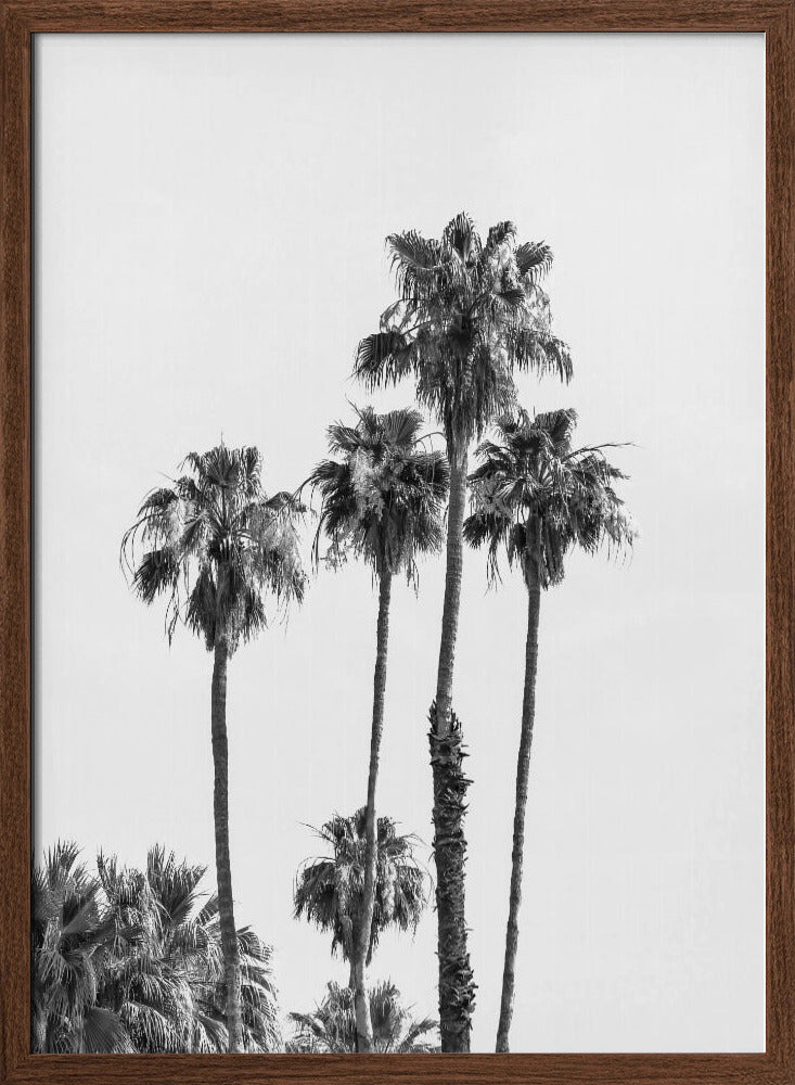 Palm trees | monochrome Poster