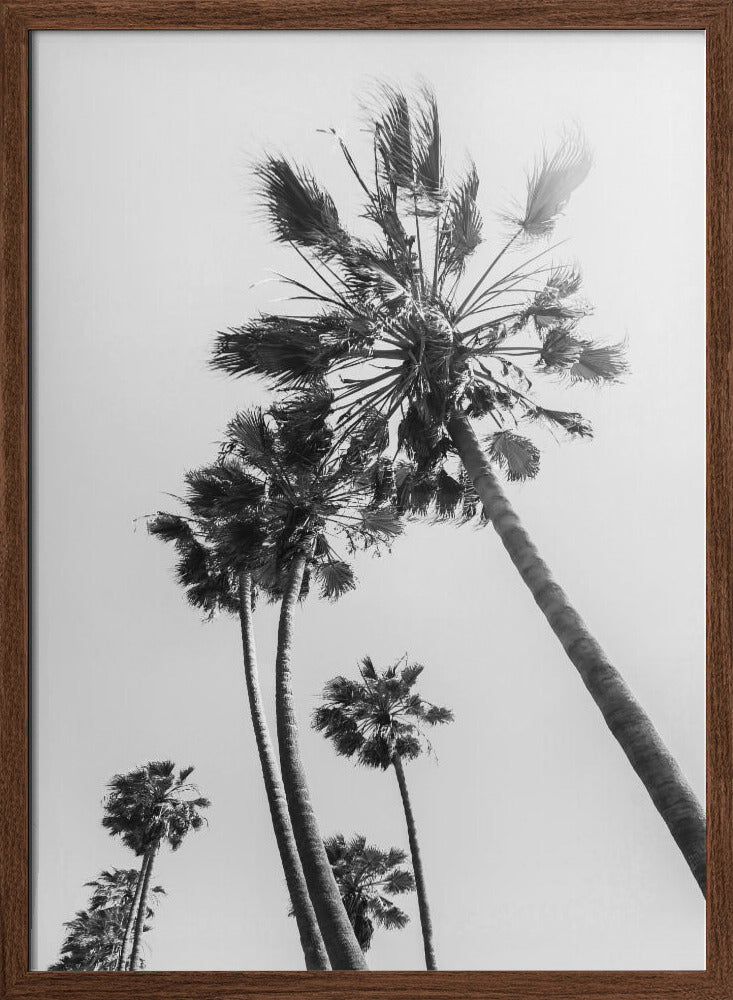 Palm trees in the sun | monochrome Poster