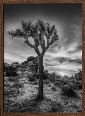 Charming sunset in Joshua Tree National Park Poster