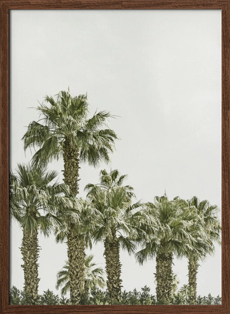 Tropical Palm Trees | Vintage Poster