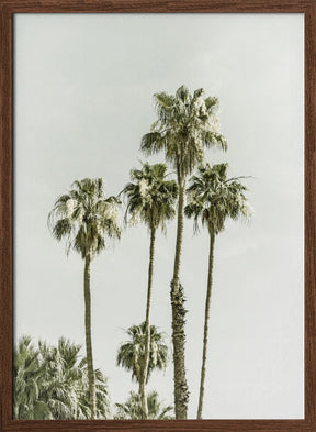 Palm Trees Summertime Poster