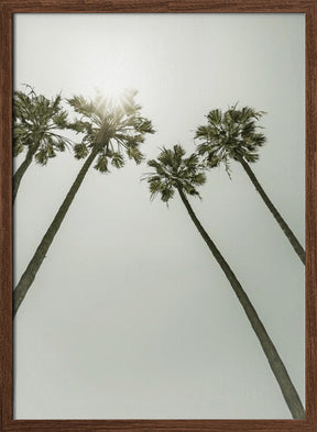 Palm Trees in the sun | Vintage Poster