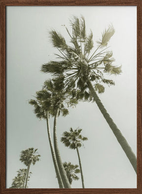 Vintage Palm Trees in the sun Poster