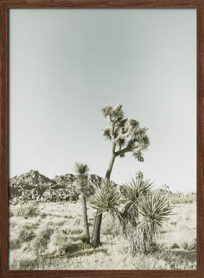 Joshua Tree National Park Vintage Impression Poster