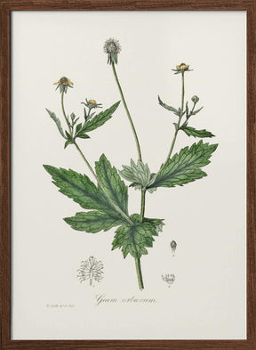 Wood Avens (geum Urbanum)  Medical Botany Poster