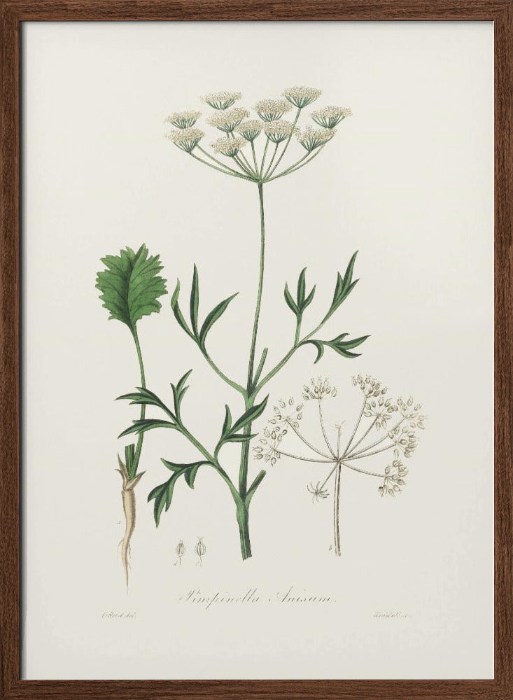 Aniseed (pimpinella Anisum) Medical Botany Poster