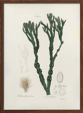 Bladder Wrack (fucus Vesiculosus)  Medical Botany Poster