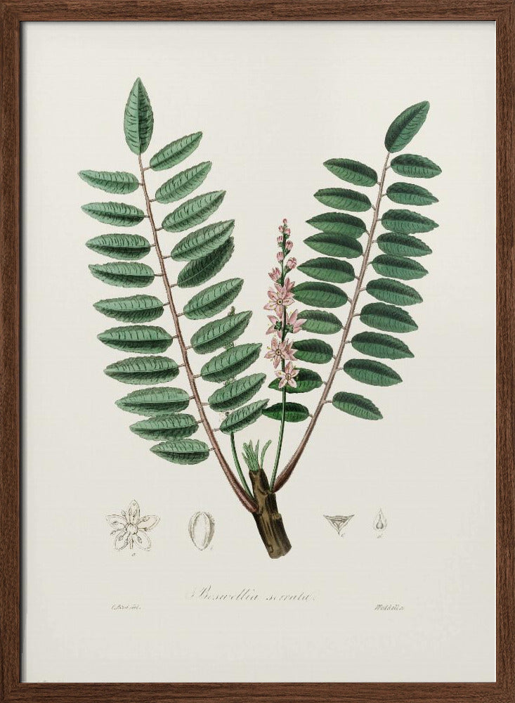 Boswellia Serrata Medical Botany Poster