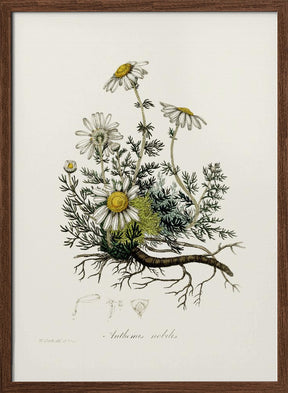 Chamomile (anthemis Nobilis) Medical Botany Poster