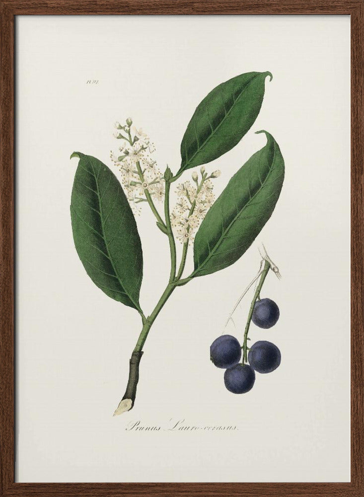 Cherry Laurel (prunus Laurocerasus) Medical Botany Poster