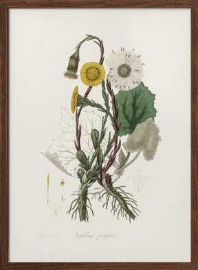 Coltsfoot (tussilago Farfara)  Medical Botany Poster