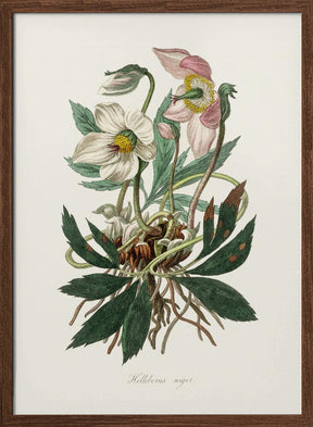 Christmas Rose (helleborus Niger)  Medical Botany Poster